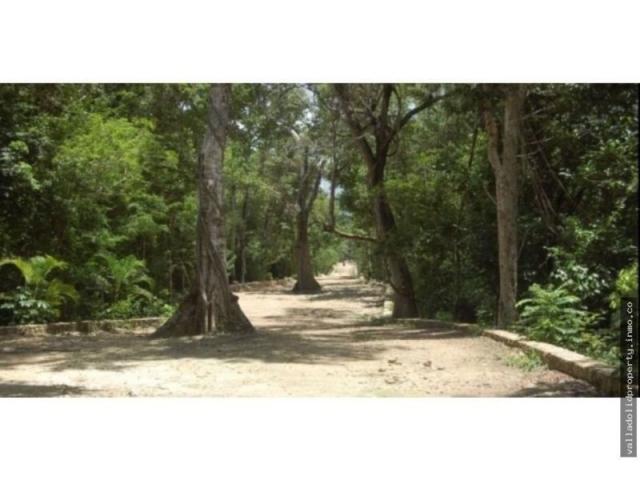 2 Hectares lot in the Mayan Jungle