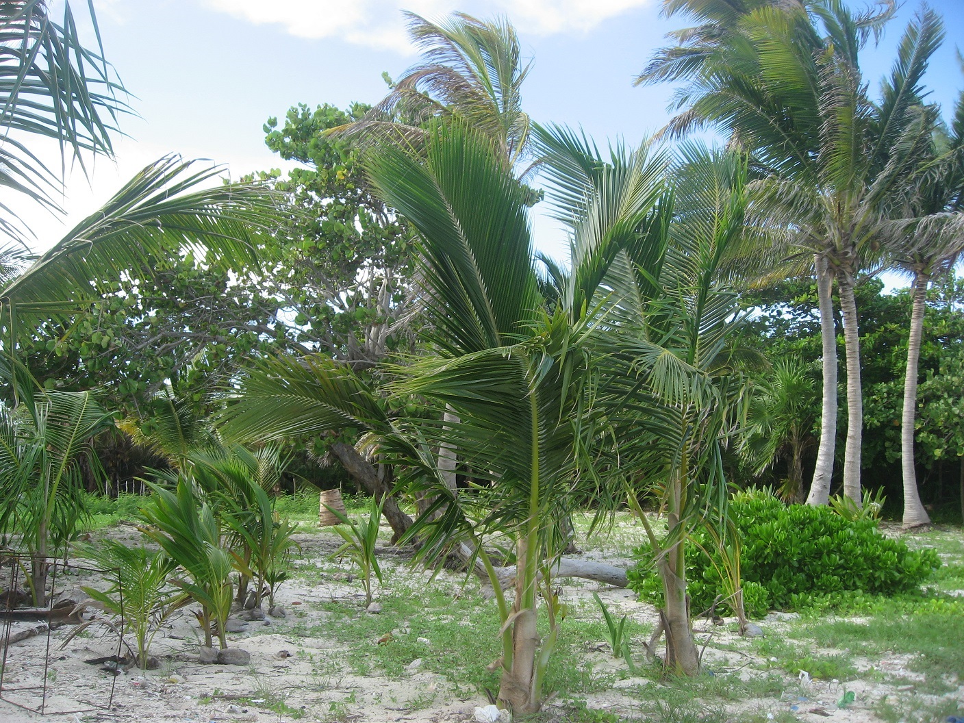 Prime Beachfront Opportunity: Expansive Lot in Mahahual