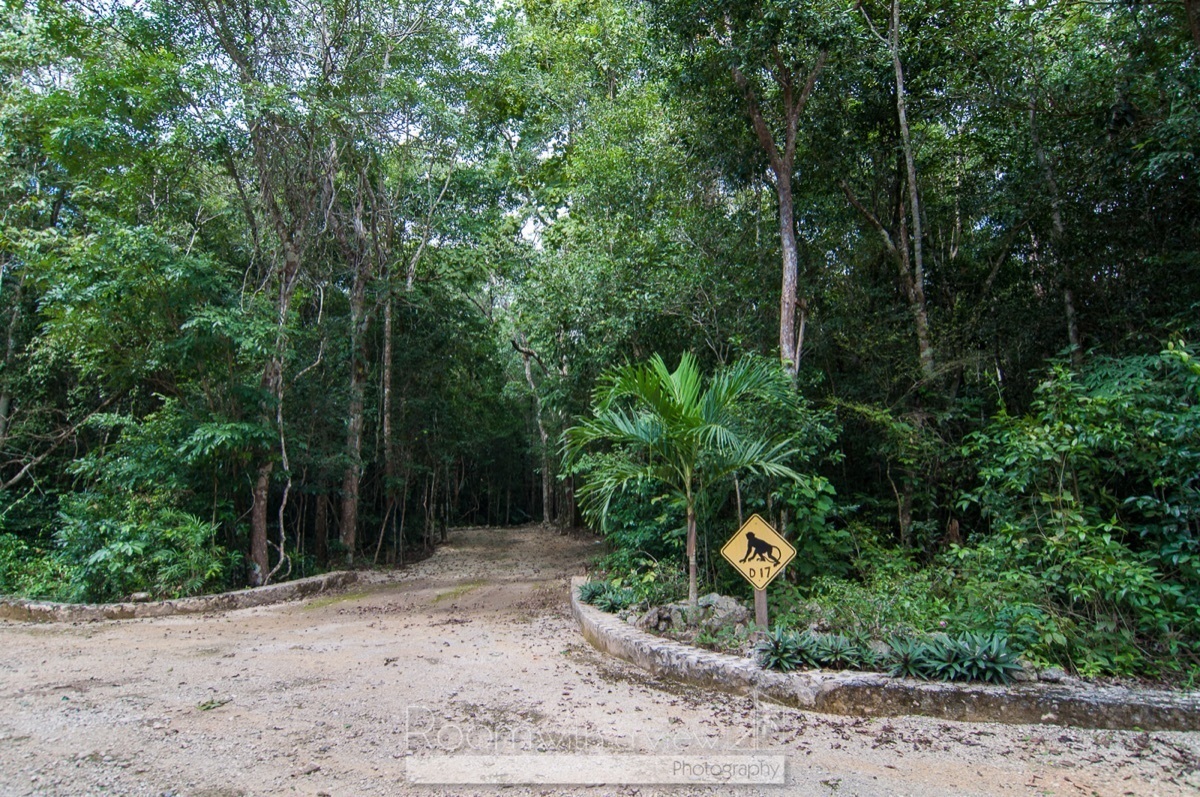 Tulum Jungle