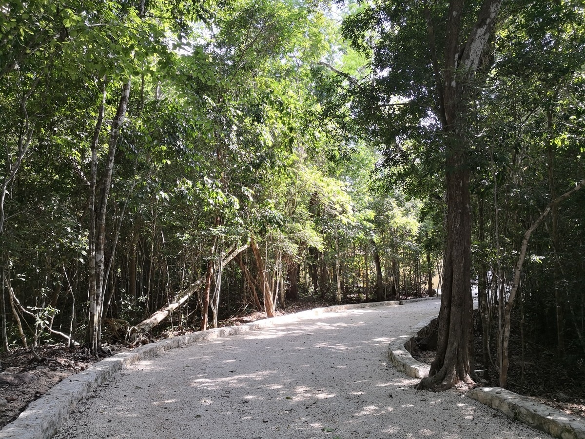 2 Hectares in Los Arboles Tulum.