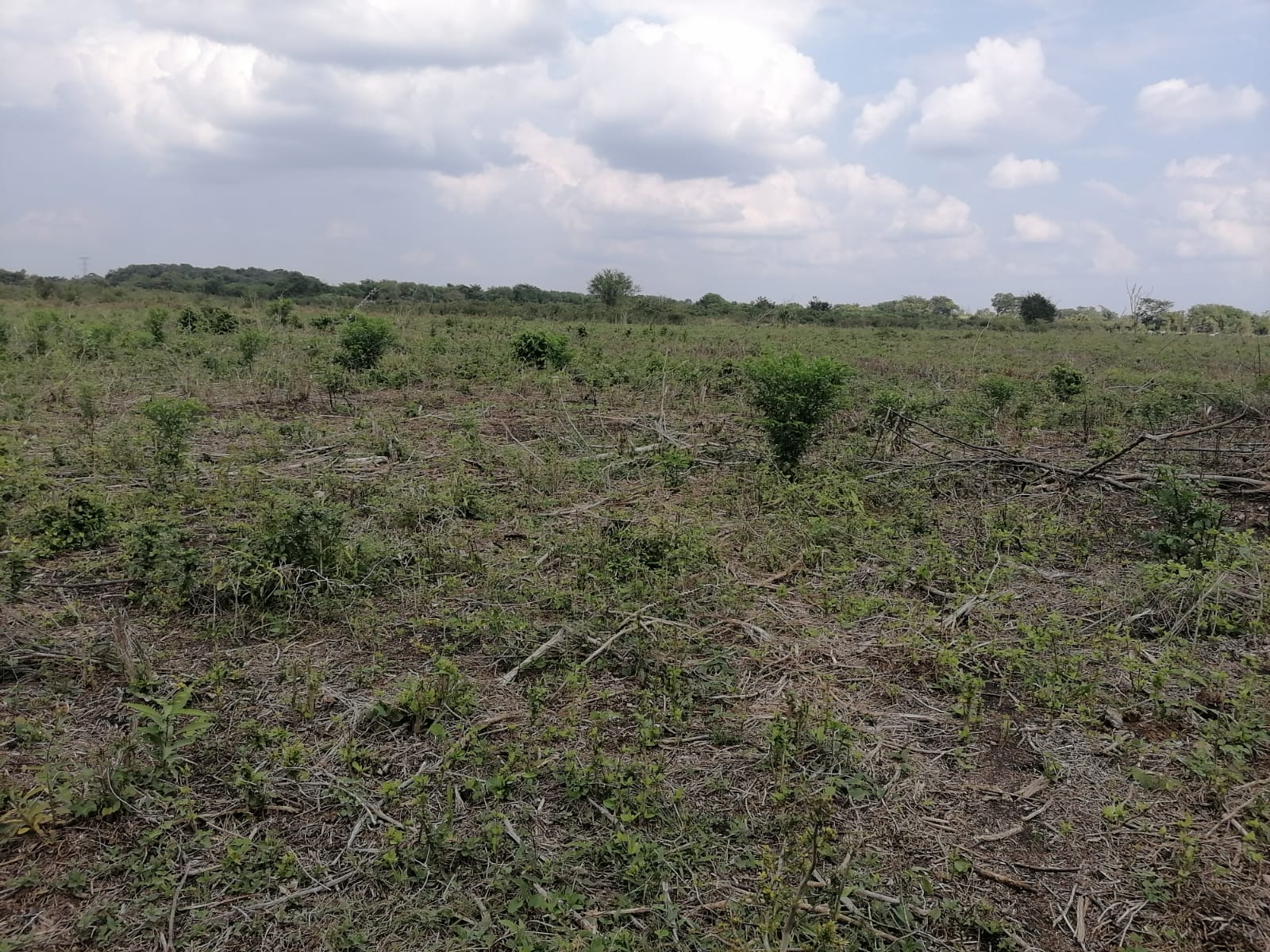 529-Hectare Private Land in Campeche