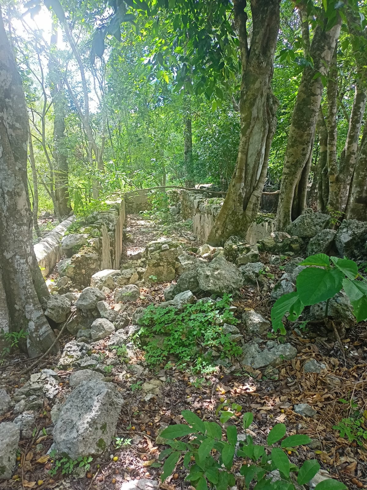 Land in Chemax, Yucatán with a Cenote and Water Mirror