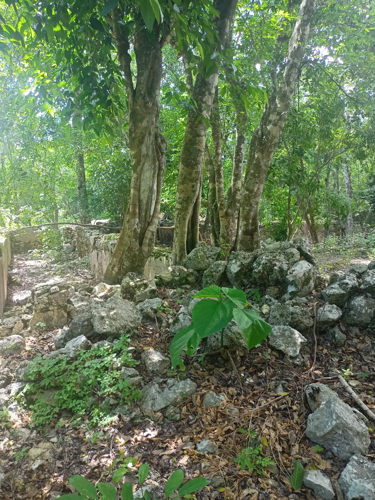 Land in Chemax, Yucatán with a Cenote and Water Mirror