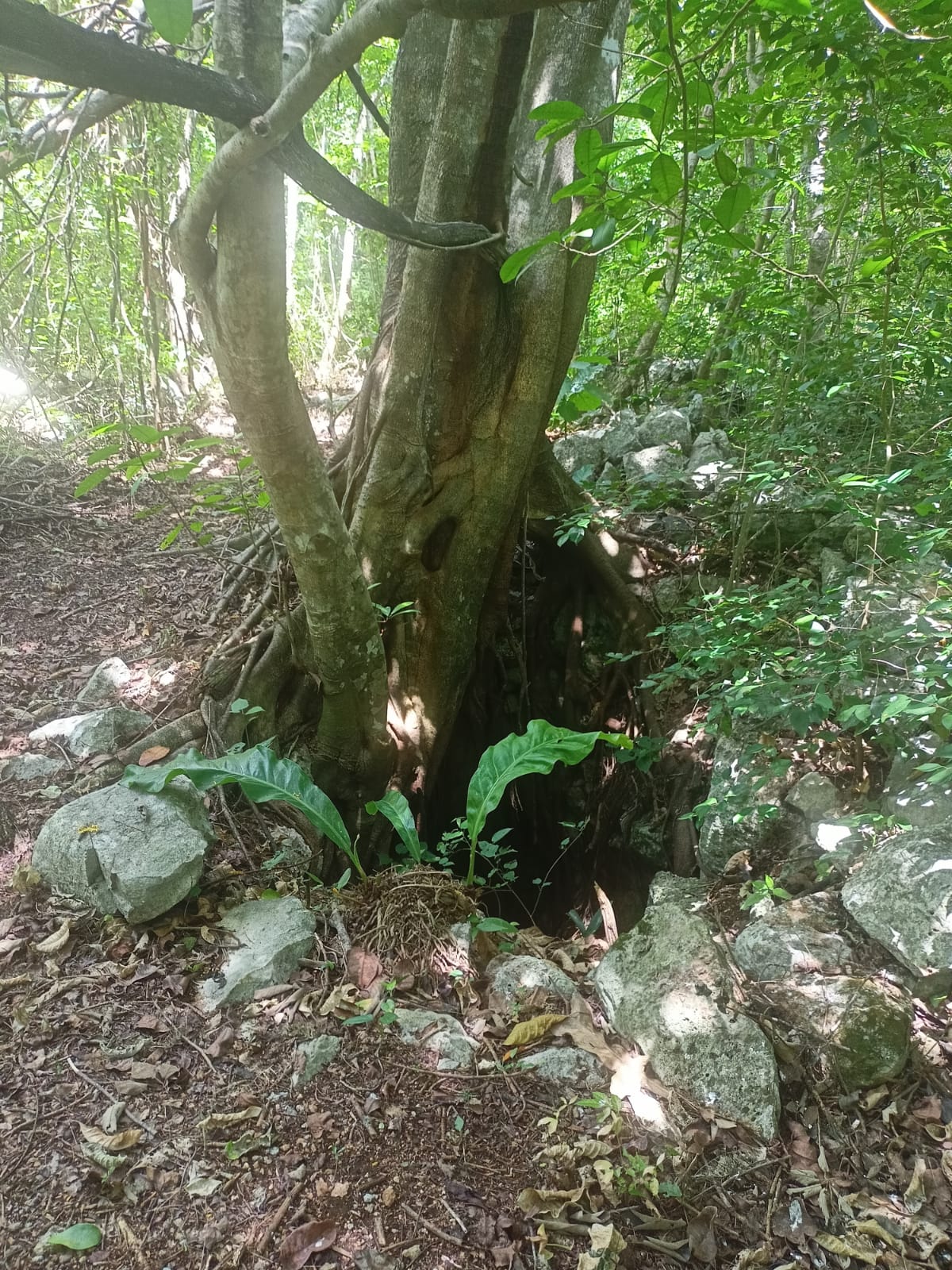 Yucatan
