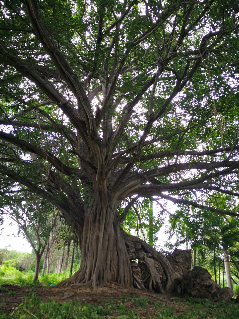 Campeche