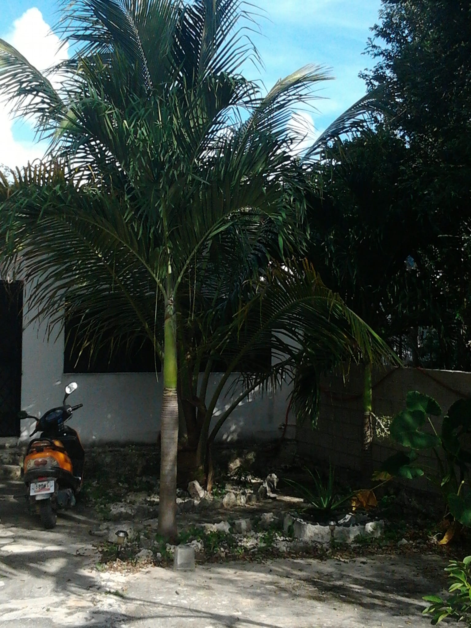 Fixer-upper opportunity in Tulum near from the beach