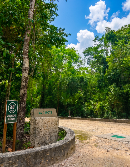 4.9 Acre Premium Residential Lot Below Market Value in Tulum